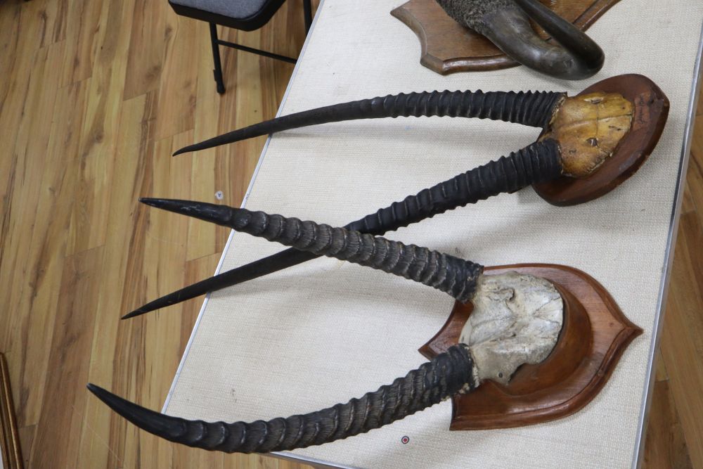 Three sets of various mounted taxidermic horns, tallest 104cm